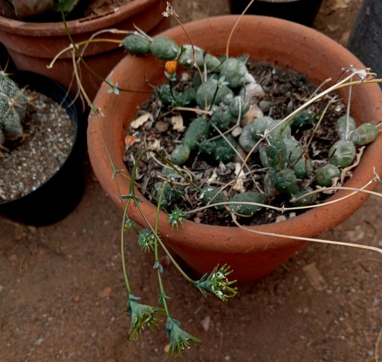 Euphorbia globosa.jpg