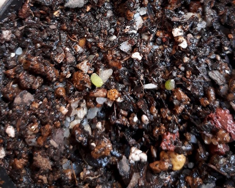 seedlings.jpg