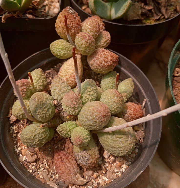 Adromischus herrei green.jpg