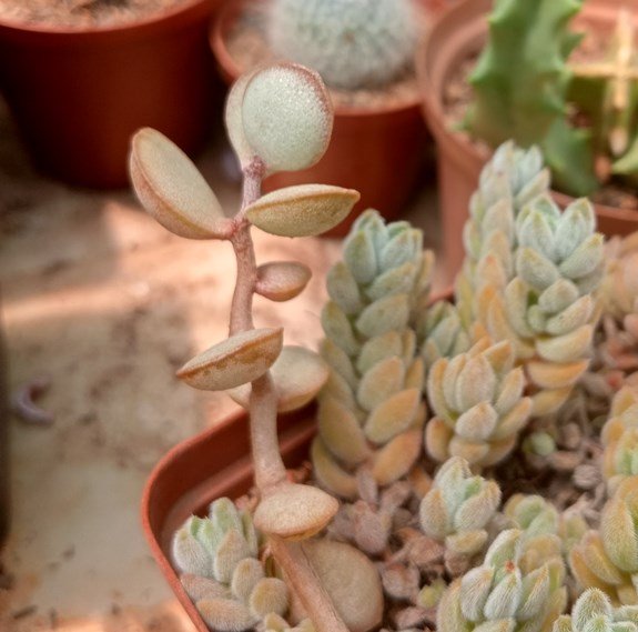 adromischus roanianus.jpg