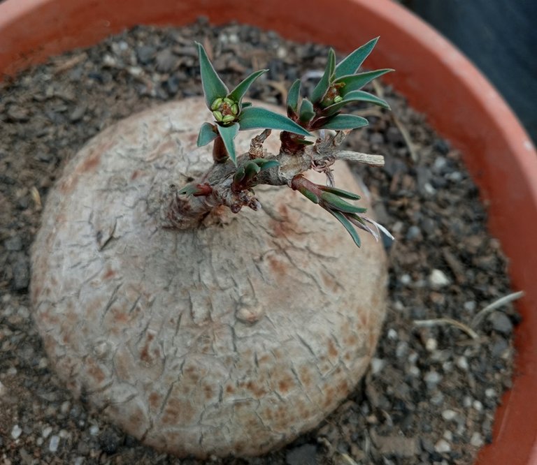 Euphorbia trichadenia.jpg