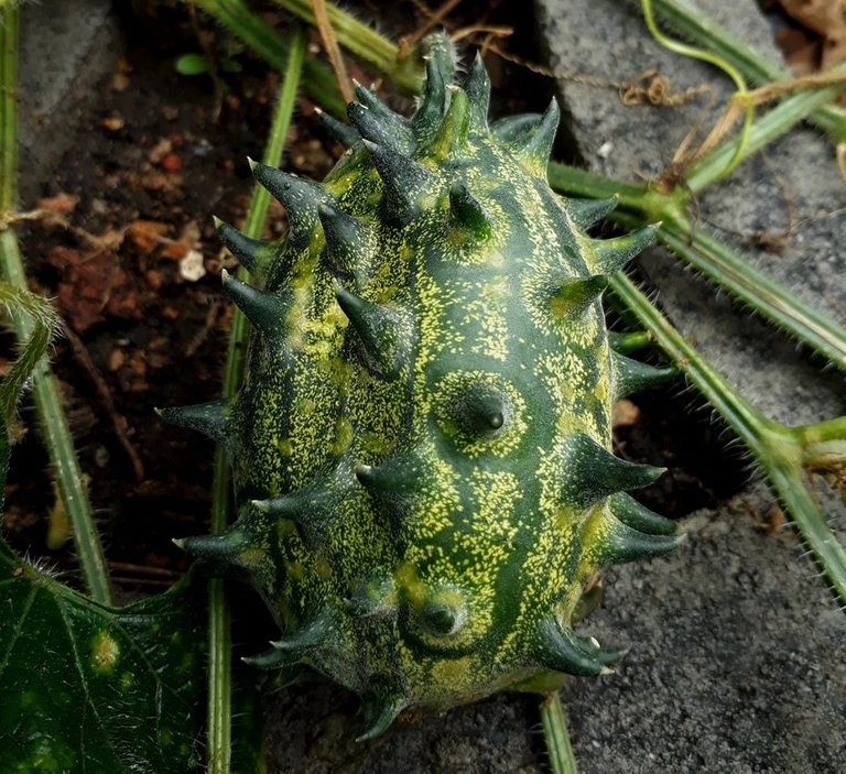horned melon.jpg