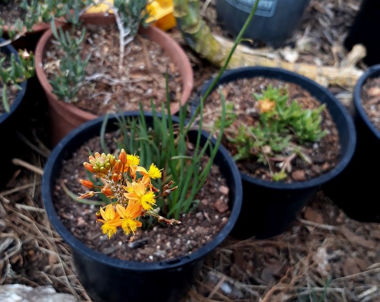 orange bulbine.jpg