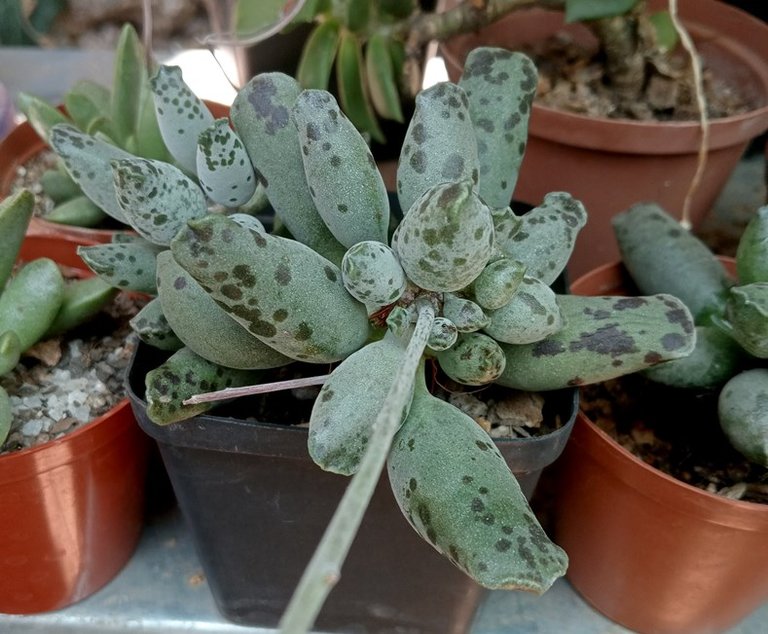 Adromischus cooperii.jpg