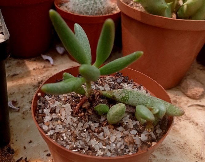 Adromischus filicaulis.jpg