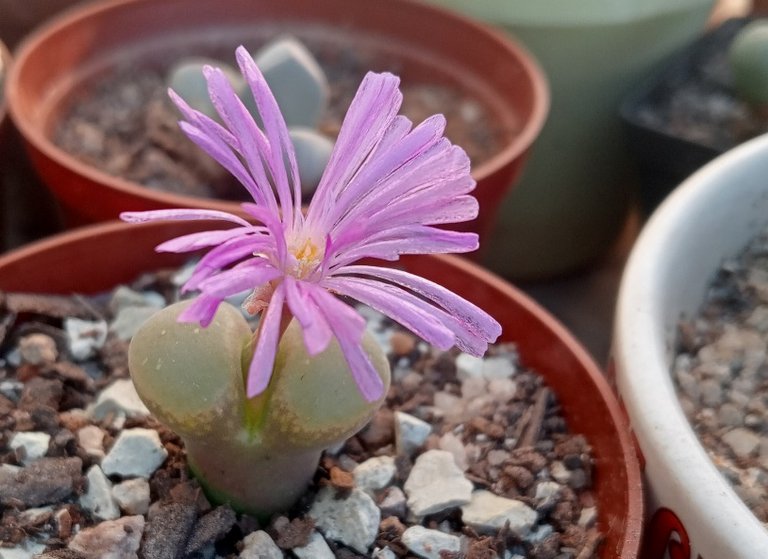 Conophytum fredrichiae.jpg