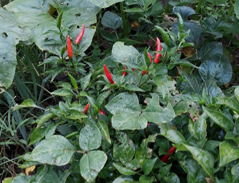 chillies.jpg