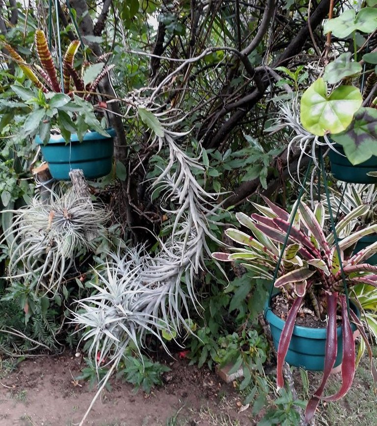 tillandsia.jpg