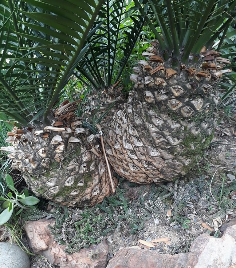 cycad trunks.jpg