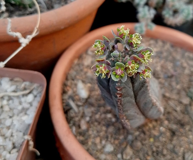 Euphorbia tubiglans.jpg