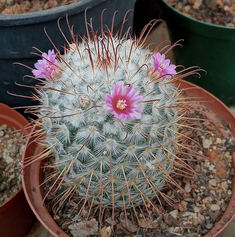 Mammillaria bombycina.jpg