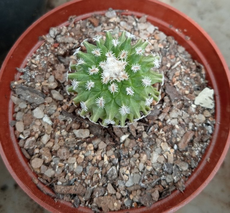 Turbinicarpus pulcherrimus.jpg