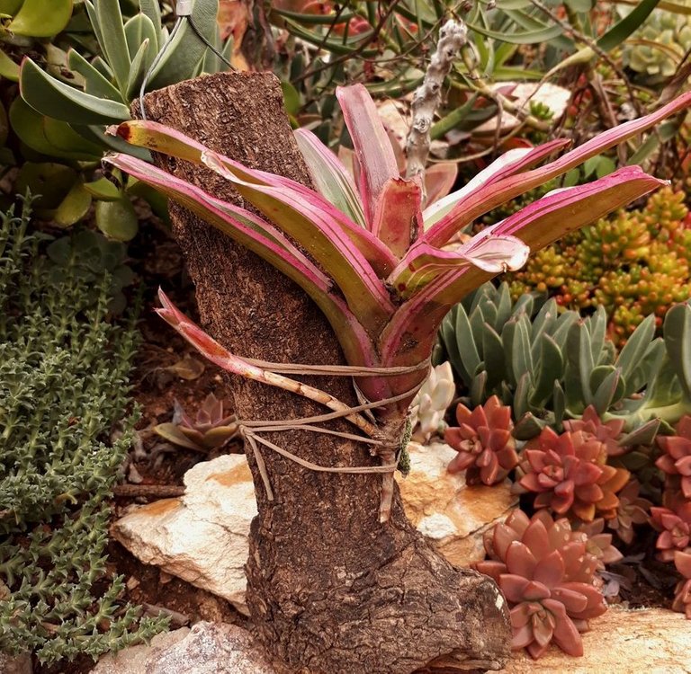 bromeliad3.jpg