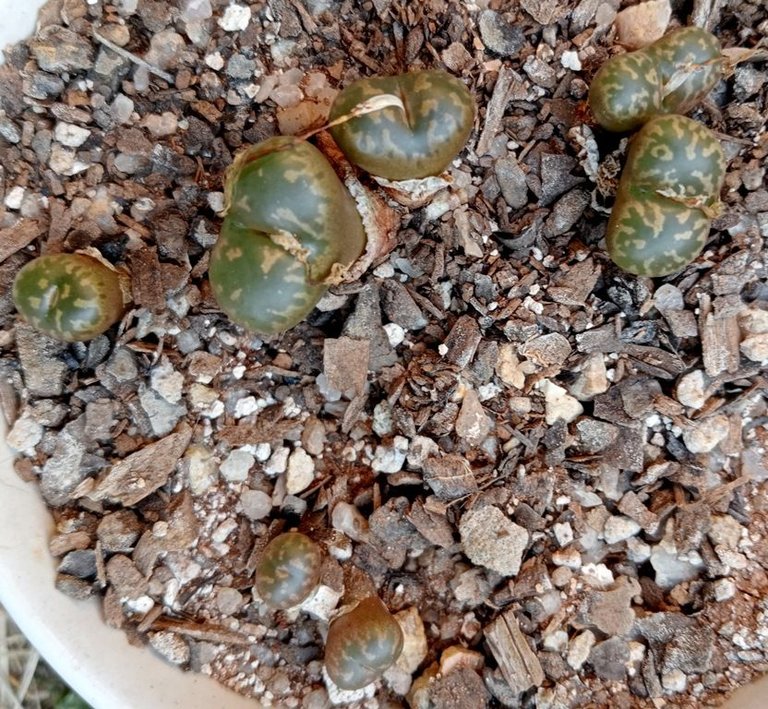 conophytum pellucidum.jpg