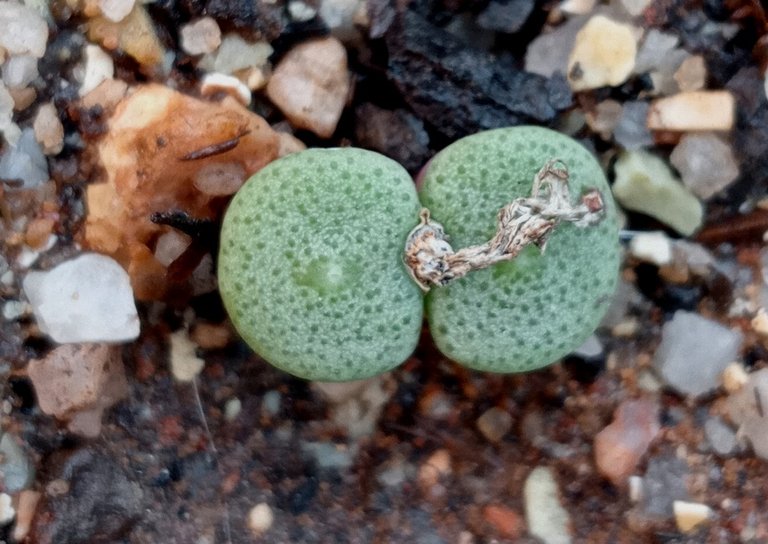 Conophytum ricardianum.jpg