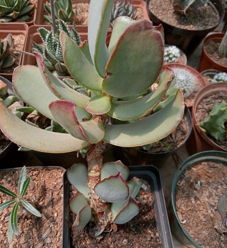 Adromischus sphenophyllus 2.jpg