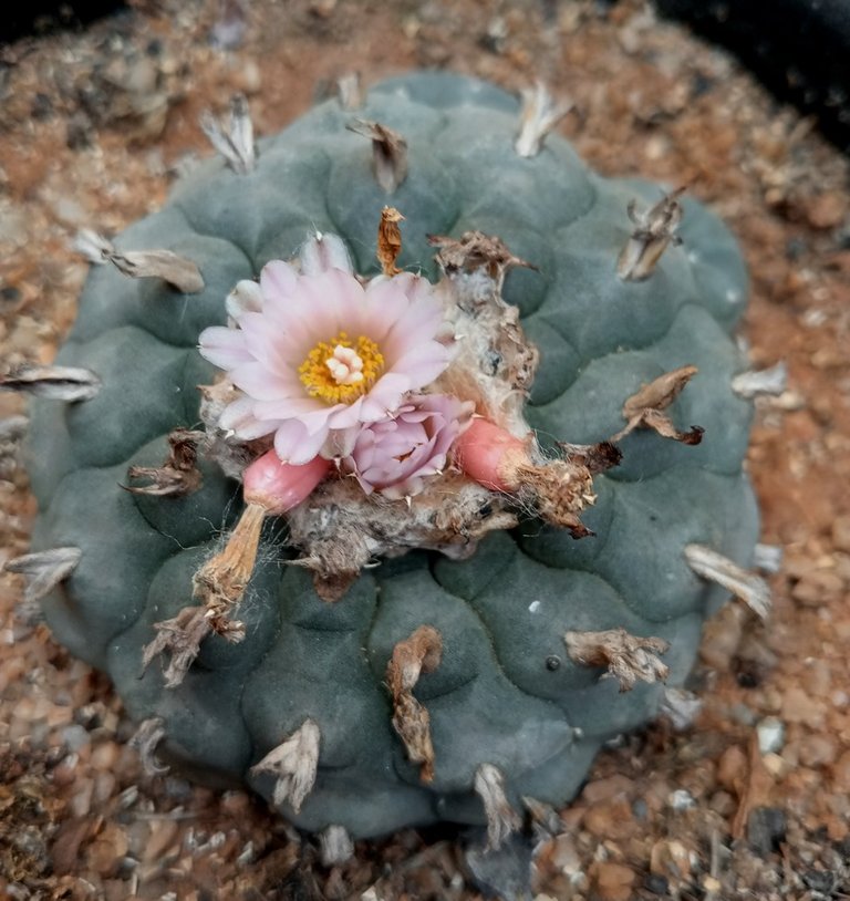 Lophophora williamsii.jpg