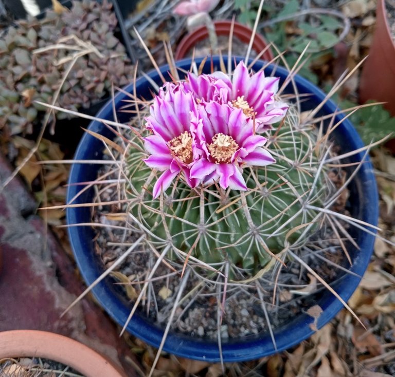 stenocactus multicostatus.jpg