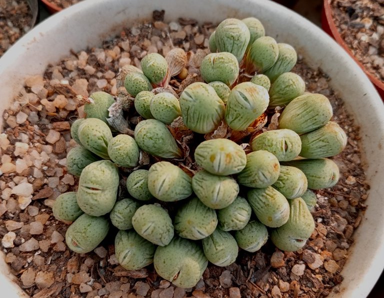 conophytum.jpg