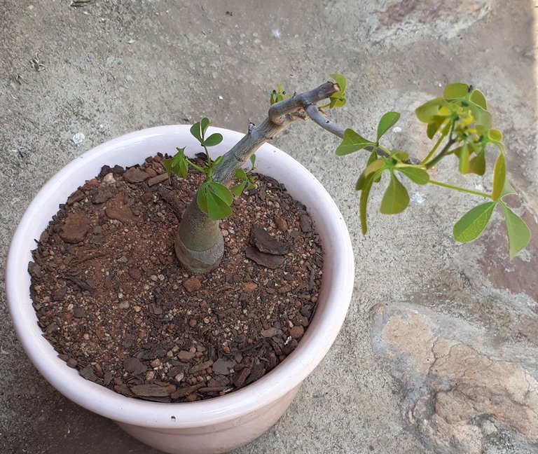 Adenia fruticosa.jpg