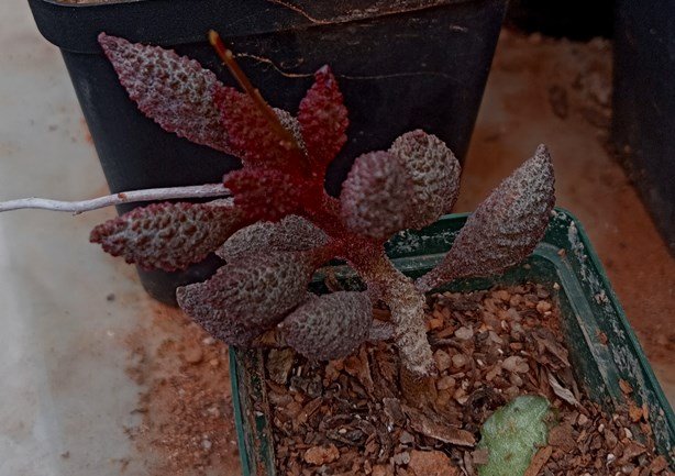 Adromischus marianae.jpg