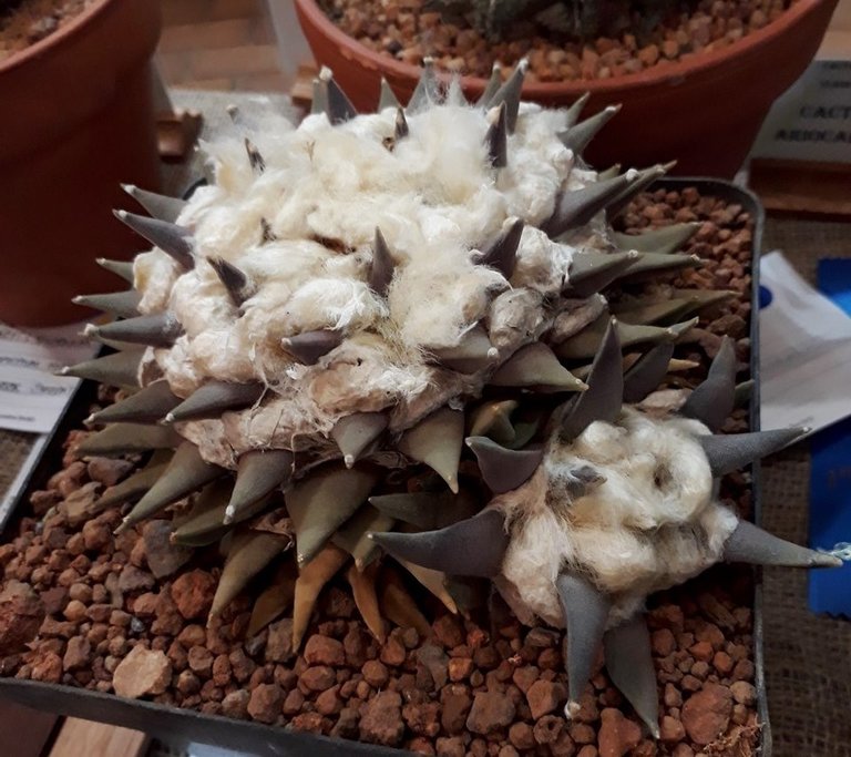 ariocarpus retusus.jpg