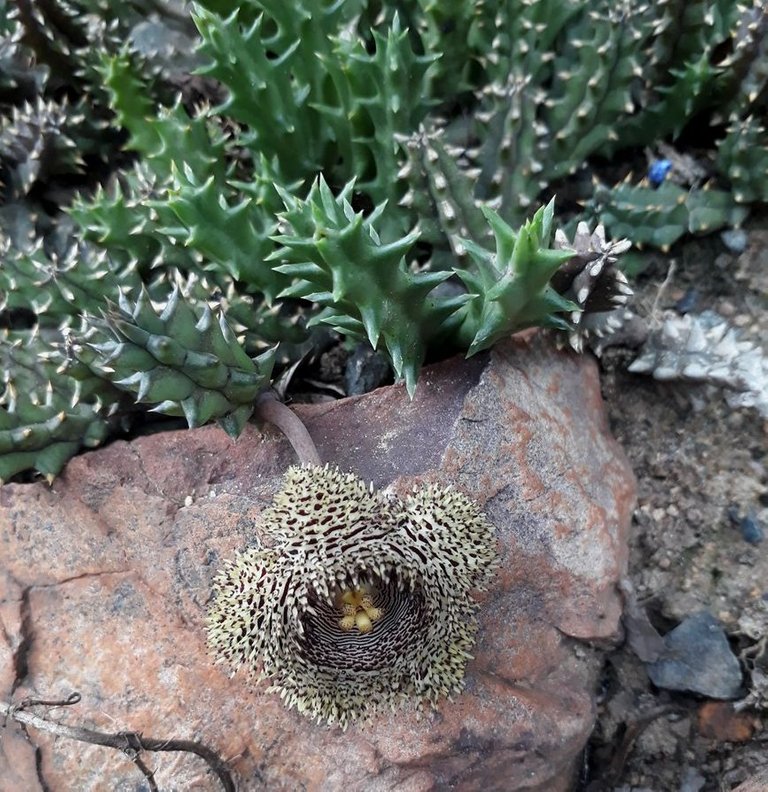 Huernia hystrix.jpg