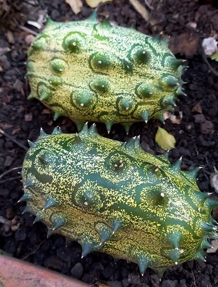 horned melon.jpg