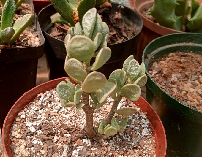 Adromischus caryophyllaceus.jpg