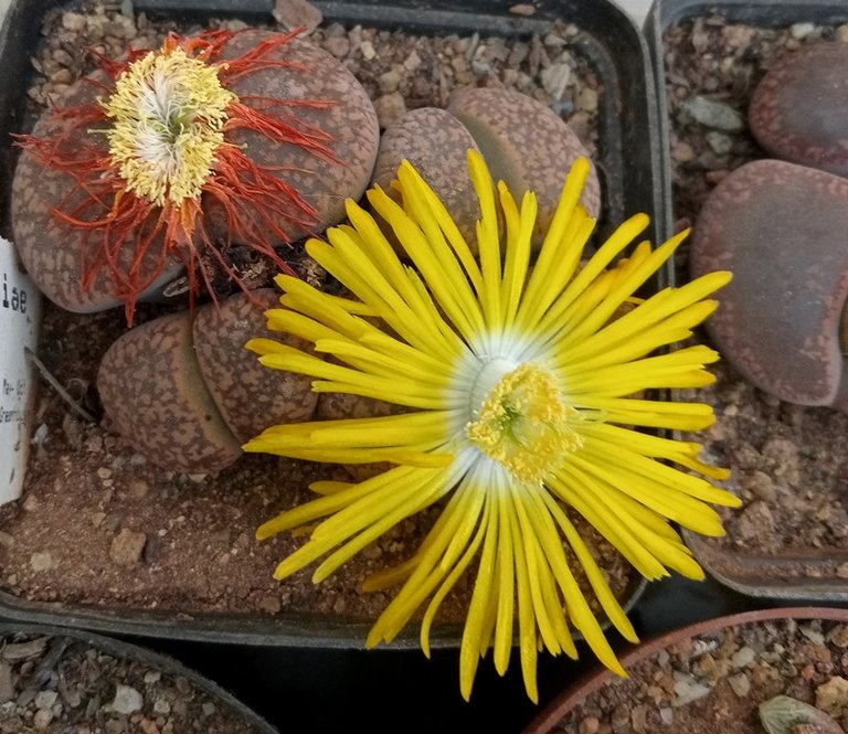 lithops aucampieae.jpg