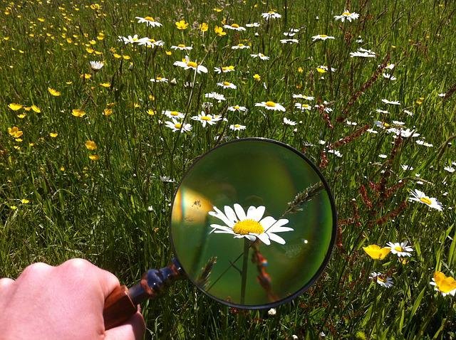 magnifying-glass-g72af2b7ef_640.jpg