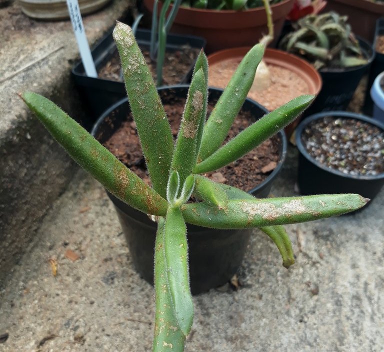 cotyledon campanulata.jpg