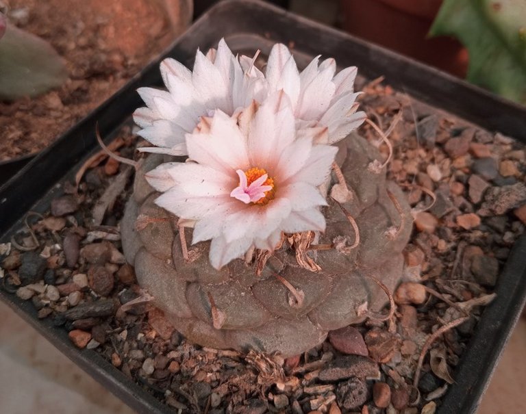 Turbinicarpus schmiedickianus.jpg