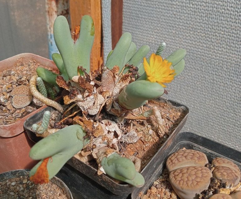 conophytum bilobum.jpg