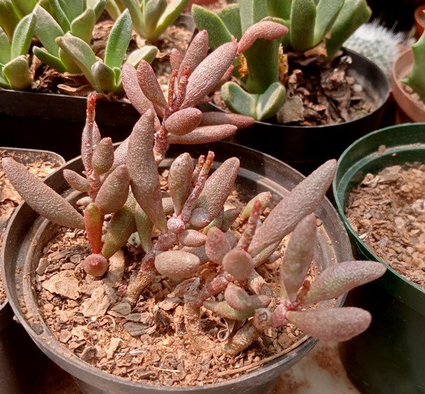 Adromischus marianae2.jpg