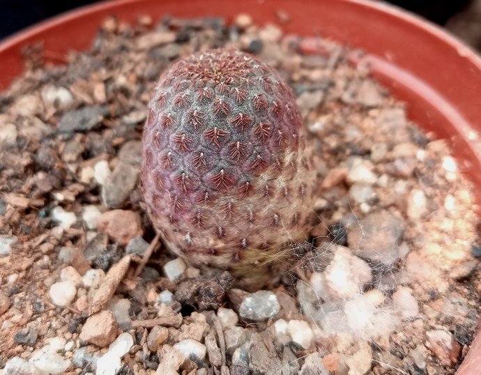 sulcorebutia rauschii2.jpg