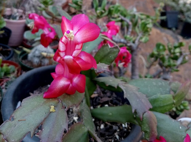 thanksgiving cactus.jpg