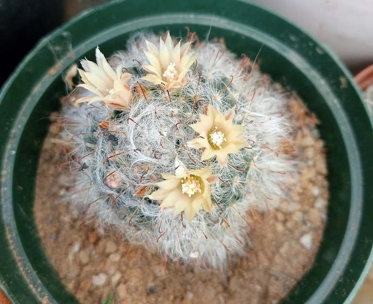 mammillaria bocasana.jpg