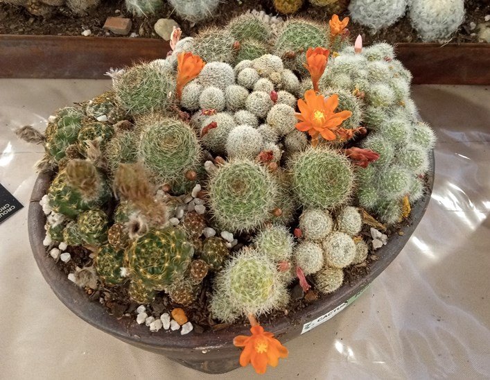 cacti bowl.jpg