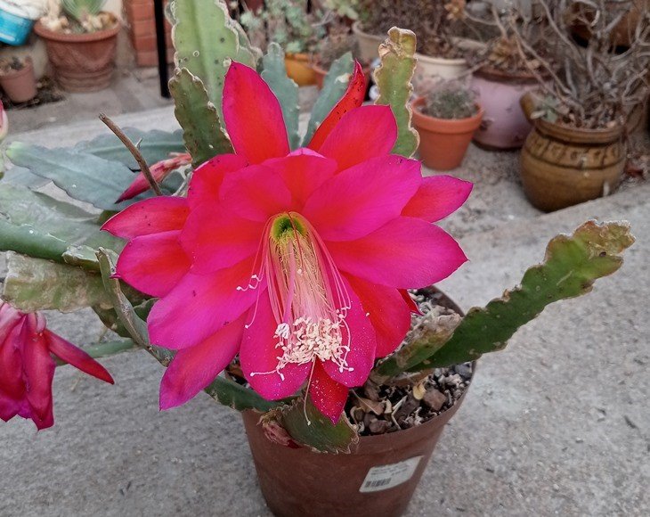 Epiphyllum.jpg