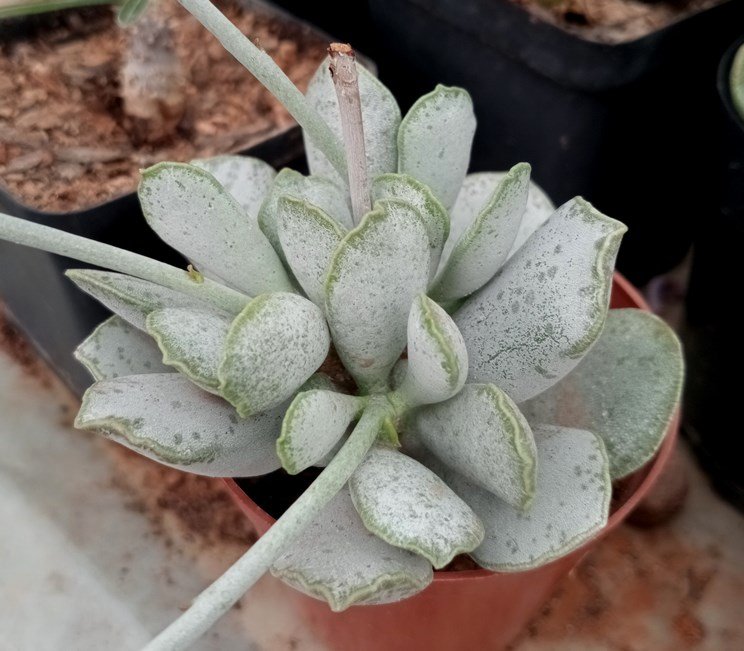 Adromischus sphenophyllus.jpg