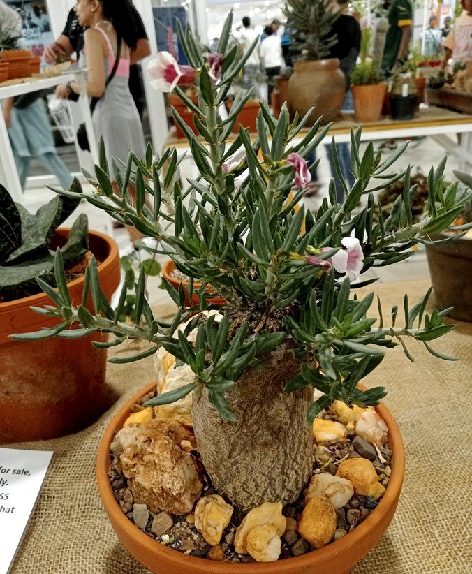 Pachypodium succulentum.jpg