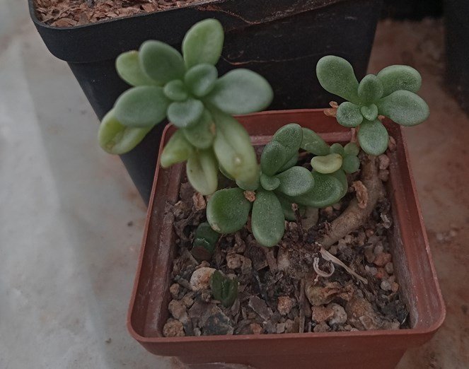 Adromischus humilis.jpg