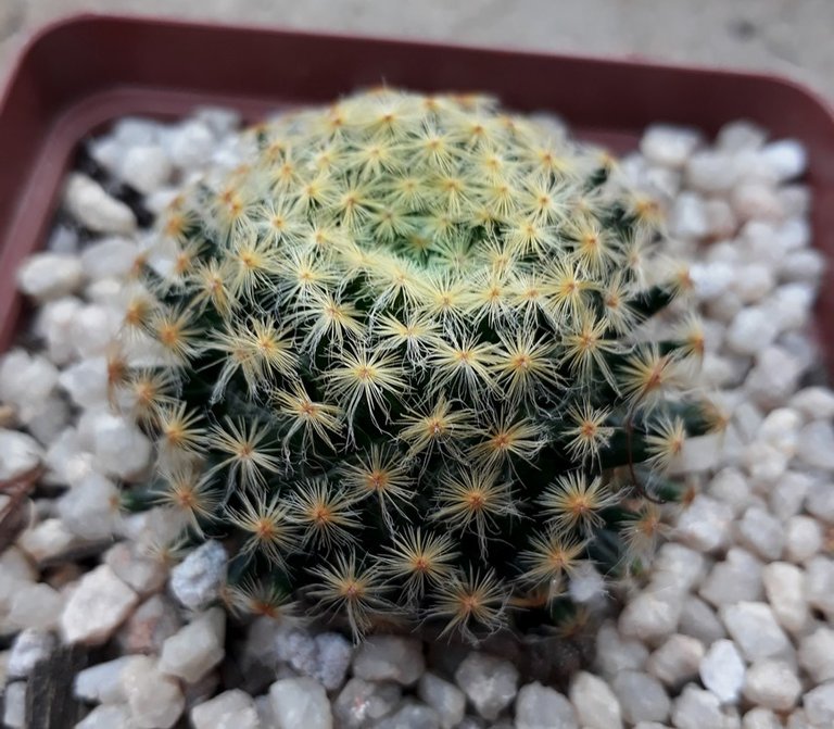 mammillaria schiedeana.jpg