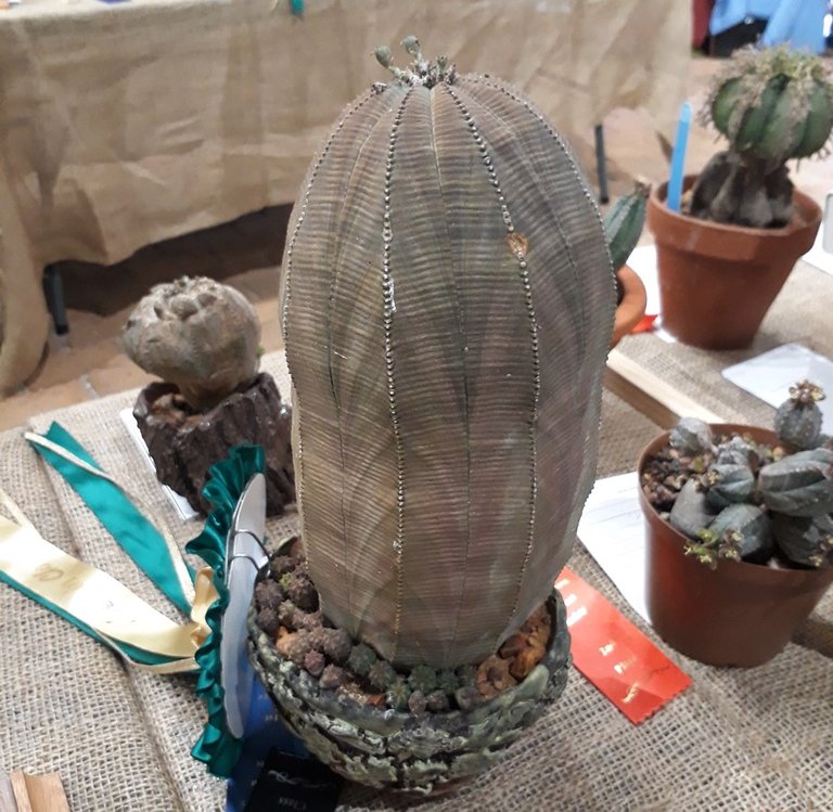 Euphorbia obesa.jpg