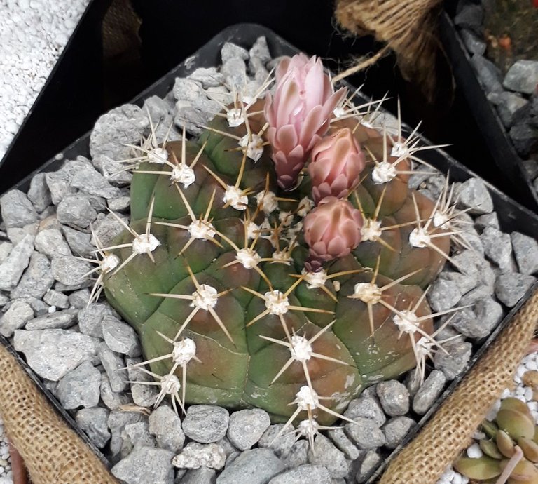 gymnocalycium.jpg