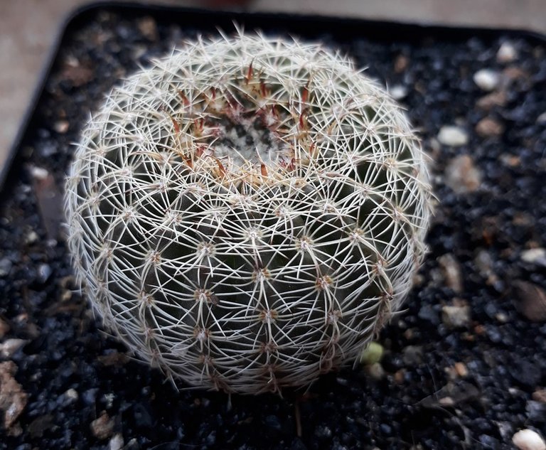 Rebutia2.jpg