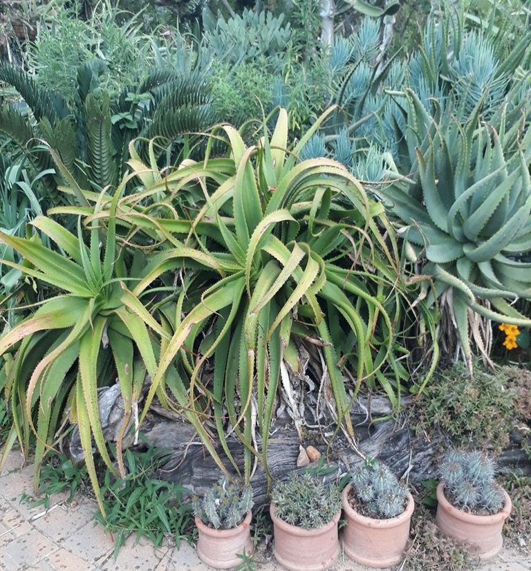 aloes.jpg