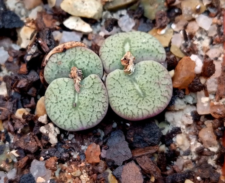 conophytum obcordellum ssp ceresianum.jpg