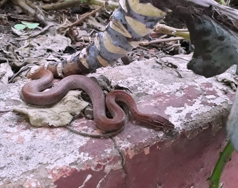 brown house snake.jpg